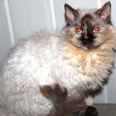 Prune, femelle Selkirk Rex homozygote