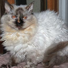 Prune, femelle Selkirk Rex homozygote