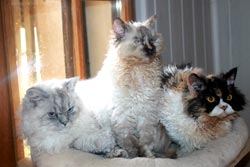 Les Selkirk Rex